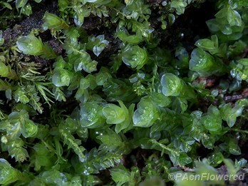 Pellucid four-toothed moss